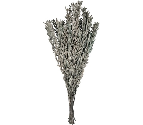 Pubescens