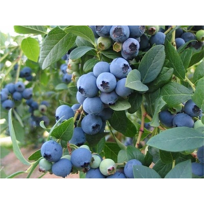 Čučoriedka kanadská Bluecrop, výška 30-40 cm, kvetináč 17 cm