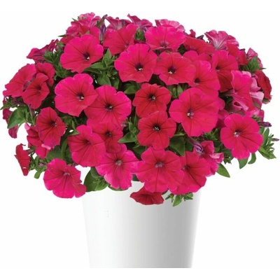 Petúnia Cascadias Fuchsia