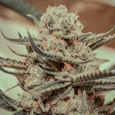 Brothers Grimm Seeds Killer Queen semienka neobsahujú THC 3 ks