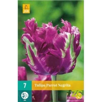Maják Tulipán Parrot Negrita "C+" 7 ks