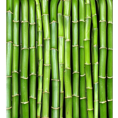 Dimex MS-3-0165 vliesová fototapeta na zeď Bambus rozměry 225 x 250 cm