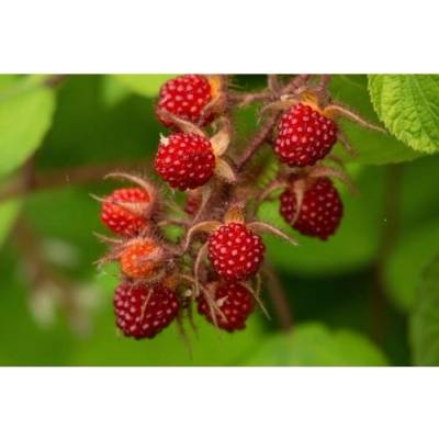 Malinojahoda (Rubus Illecebrosus) - kont. P13
