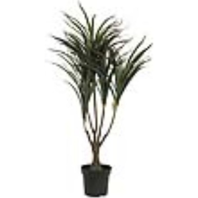 Dracena zeleno-červená, 90 cm