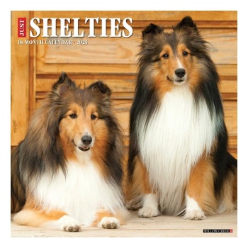Willow Creek Press Calendars Shelties 2026 12 X 12 Wall Calendar