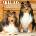 Willow Creek Press Calendars Shelties 2026 12 X 12 Wall Calendar | Willow Creek Press