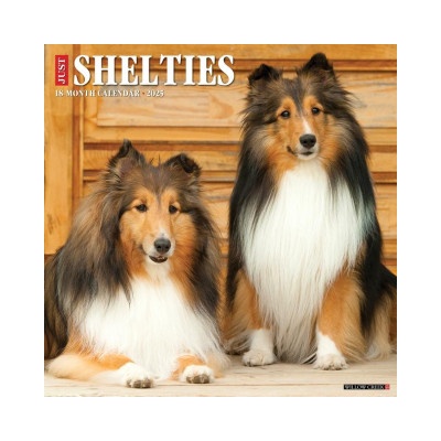 Willow Creek Press Calendars Shelties 2026 12 X 12 Wall Calendar | Willow Creek Press