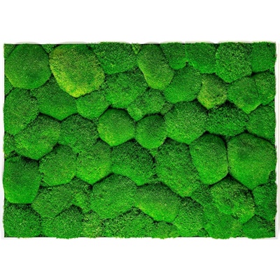 Gardners Mechový obraz 50x70 cm z kopečkového mechu, bílá