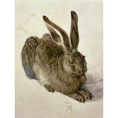 Plagát, Obraz - Hare (1502), Albrecht Dürer, 30 × 40 cm