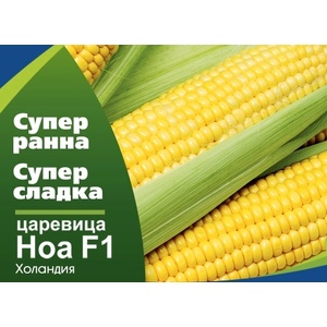 Флориан Супер сладка Царевица Ноа f1 - много ранна