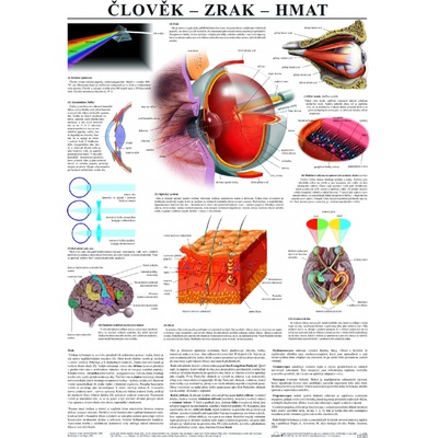 SCIENTIA Zrak, hmat - anatomický plakát