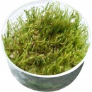 Akváriové rastliny Vesicularia sp. - Creeping moss