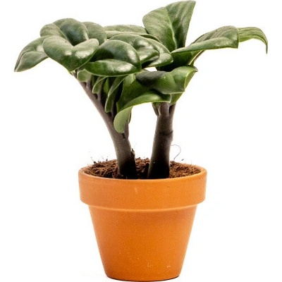 Gardners Zamioculcas zamiifolia Zenzi, průměr 6 cm Kulkas, zamiokulkáda