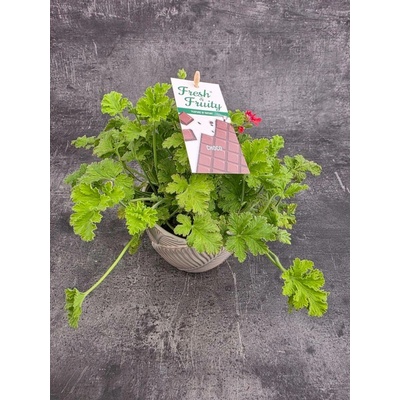 Pelargonium graveolens čokoláda
