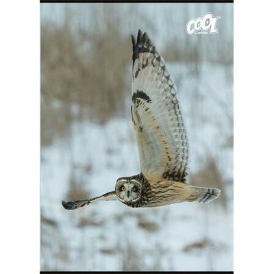 COOL BY VICTORIA Sešit Wise Wings mix motivů A4 čistý
