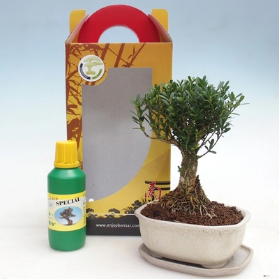 e-bonsai Pokojová bonsai v dárkové krabičce Buxus harlandii -korkový buxus