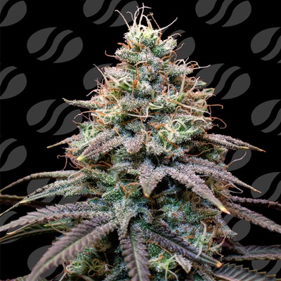 Original Sensible Seeds FumePop Auto semena neobsahjí THC 1 ks