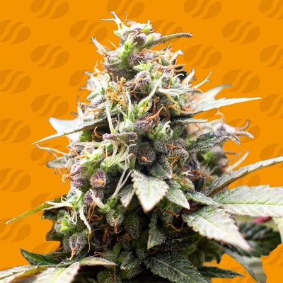 Original Sensible Seeds White Raspberry Truffle semienka neobsahujú THC 10 ks