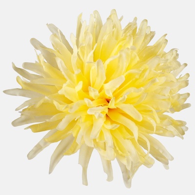 Chryzantéma ihlovitá hlava 13 cm, Yellow, 12 ks/bal