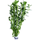 Bacopa monieri