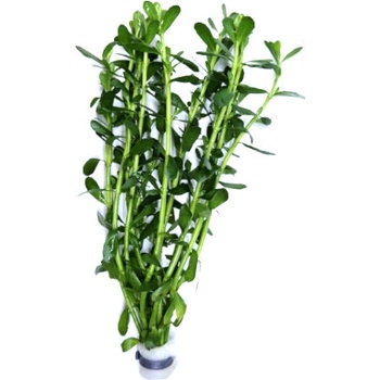 Bacopa monieri