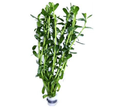 Bacopa monieri