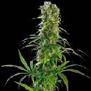 Sensi Seeds Michka semena neobsahují THC 3 ks