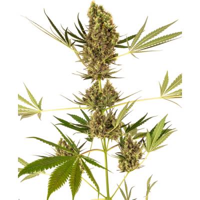 Sensi Seeds Alpine Delight CBD AUTO semena neobsahují THC 10 ks