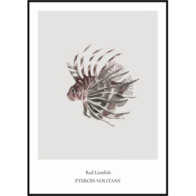 Jen tak z lásky Plakát Red Lionfish Rozměr plakátu: 50 x 70 cm
