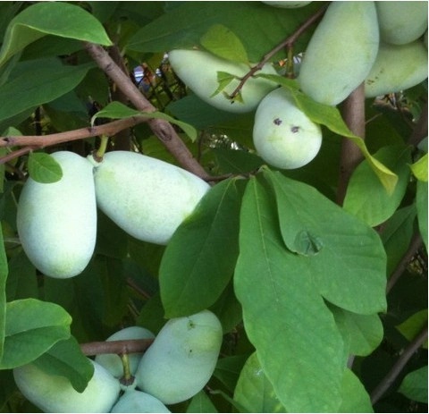 Asimina Triloba Prodej (Asimina Triloba, Asiminy Triloby, kořenového balu) Asimina Triloba Prodej