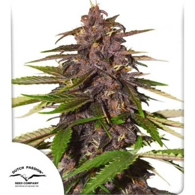Dutch PassionAuto Forbidden Cherry semena neobsahují THC 3 ks