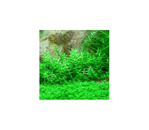 Gratiola viscidula