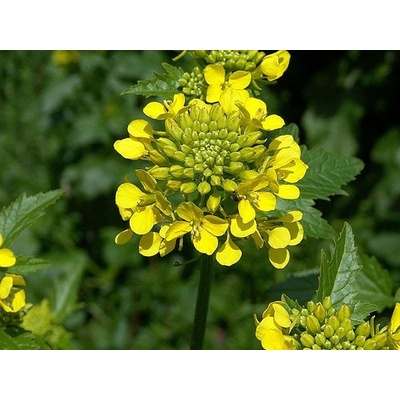 Horčica biela ANDROMEDA C1 - 25 kg vrece