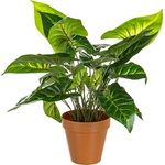 Bizzotto ИЗКУСТВЕНО РАСТЕНИЕ caladio 45cm ЗЕЛЕНО (0172394)