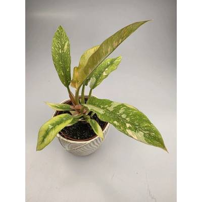 Philodendron Ring Of Fire, sběratelský kousek – Zbozi.Blesk.cz