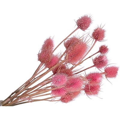 Sušené bodliaky Dipsacus 50g - ružové