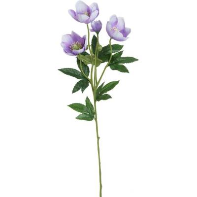 Čemeřice - fialová 60cm