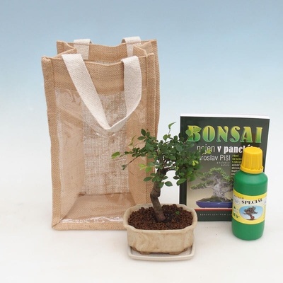 e-bonsai Pokojová bonsai v dárkové tašce - JUTA Ulmus parvifolia-Pokojový jilm
