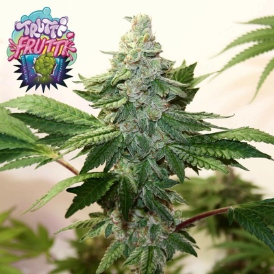 Nasha Genetics APPLES & BANANAS LINE Trutti Frutti semienka neobsahujú THC 10 ks