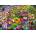 Bluebird Puzzle - Puzzle Welcome to Our Garden - 1 000 piese