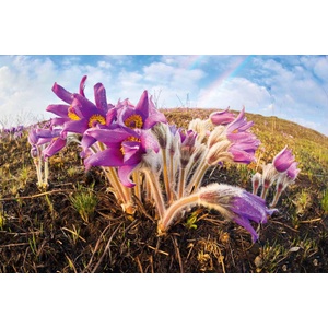 DIMEX ART Флизелинов фототапет пролетен пасквош 375 x 250 см