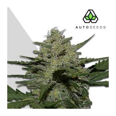 Auto Seeds Girl Scout Cookies AUTO semena neobsahují THC 5 ks
