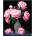 Qbee Paint by numbers - Peony bouquet 40x50cm