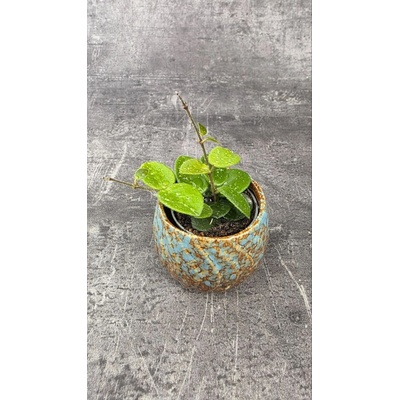 Hoya Mathilde mini