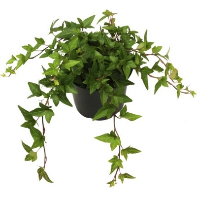 Břečťan popínavý FloraSelf Hedera helix hibernica květináč Ø 13 cm