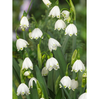 Bledule letní 'Leucojum aestivum' 10 ks Velikost cibulí: 8/10 – Zboží Dáma Bledule letní 'Leucojum aestivum' 10 ks Velikost cibulí: 8/10 – Zboží Dáma