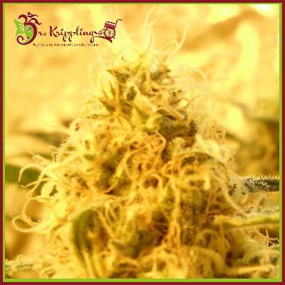 Dr. Krippling Seeds Mango Mist Shake semena neobsahují THC 5 ks