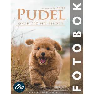 Pudel | A Arelt, Our World (2025)