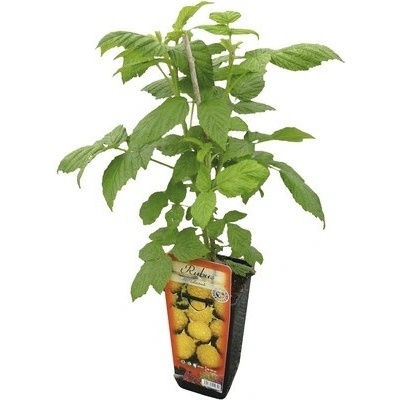 Malina Rubus idaeus 'Fallgold' 30-40 cm v kvetináči