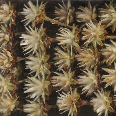 PLUMOSUM I CREAM TRAY (50PC)